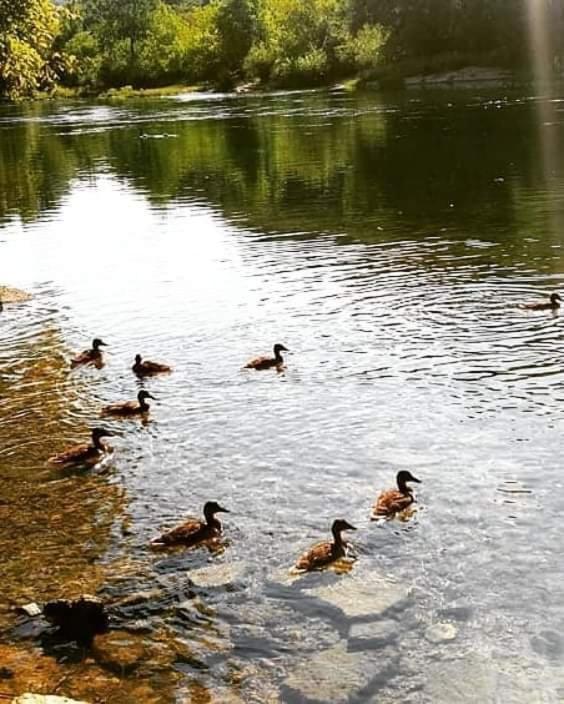 Flora&Fauna Bihac Ngoại thất bức ảnh